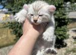 boy HL - Highlander Kitten For Sale - Absarokee, MT, US
