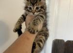 Girl HL - Highlander Kitten For Sale - Absarokee, MT, US