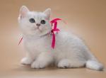 Yuma - British Shorthair Kitten For Sale - Houston, TX, US