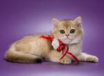 Vlasta - British Shorthair Kitten For Sale - Houston, TX, US