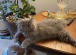 CFA Registered Blue Male Persian - Persian Kitten For Sale - Conyers, GA, US