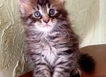 Beryl - Maine Coon Kitten For Sale - Houston, TX, US