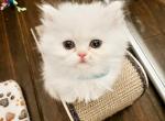 Prince - Persian Kitten For Sale - Spring, TX, US