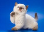 Velvet - British Shorthair Kitten For Sale - Houston, TX, US