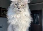Gross - Maine Coon Kitten For Sale - Boston, MA, US