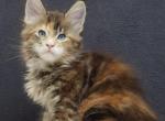 Charlize Blue Eyes - Maine Coon Kitten For Sale - Gurnee, IL, US