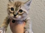 Flynn Ryder - Ragdoll Kitten For Sale - Derry, PA, US