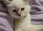 Belle - Ragdoll Kitten For Sale - 