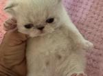 Stunning Esther - Himalayan Kitten For Sale - Miami, FL, US