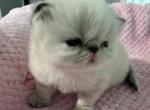Beautiful Maple - Persian Kitten For Sale - Miami, FL, US