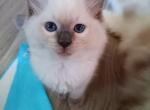 Blue Point Male Ragdoll - Ragdoll Kitten For Sale - Hadley, MA, US