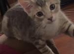 Unnamed - Domestic Kitten For Adoption - North Little Rock, AR, US