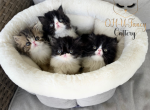 Louis and coco - Persian Kitten For Sale - 