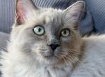 Blue Mink Girl - Ragdoll Kitten For Sale - Fort Lee, NJ, US