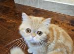 CFA Angel - Himalayan Cat For Sale - Dallas, TX, US