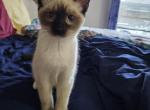 Isabella - Ragdoll Kitten For Sale - Overland Park, KS, US