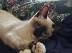 Isabell - Siamese Kitten For Sale