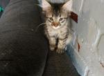 Kitty 4 - Domestic Kitten For Adoption - Pueblo, CO, US