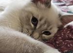 Addisen - Siamese Kitten For Sale - Overland Park, KS, US