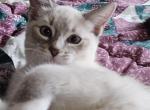 Addie - Ragdoll Kitten For Sale - Overland Park, KS, US