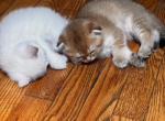 W - British Shorthair Kitten For Sale - Queens, NY, US