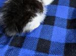 British kittens - British Shorthair Kitten For Sale - Woodburn, IN, US