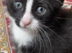 Rose - Domestic Kitten For Adoption - CT, US