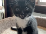 Hanni - Domestic Kitten For Adoption - CT, US