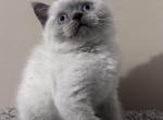 Vanessa - British Shorthair Kitten For Sale - Huntington, NY, US