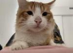 Mufasa - Domestic Cat For Adoption - Los Angeles, CA, US