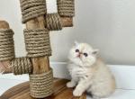 Karl - Persian Kitten For Sale - Willis, TX, US