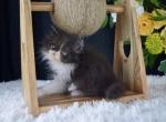Figaro - Persian Kitten For Sale - Willis, TX, US