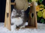 Betty Boop - Persian Kitten For Sale - Willis, TX, US