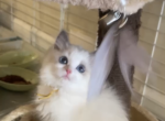 Yuanyuan - Ragdoll Kitten For Sale - CA, US