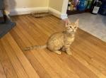 Cub - Bengal Kitten For Sale - Nottingham, MD, US