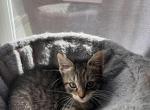 2 Month old Domestic Shorthair - Domestic Kitten For Adoption - Buffalo, NY, US