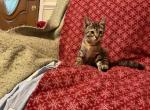 Ashley - Bengal Kitten For Sale - Nottingham, MD, US