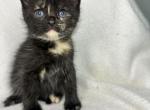 1 - American Shorthair Kitten For Sale - Saint Paul, MN, US