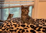 Roseta - Bengal Kitten For Sale - Nottingham, MD, US