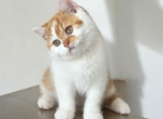 CATTYDAYOFF CJ01 - British Shorthair Kitten For Sale - Los Angeles, CA, US