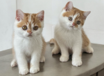 Red White boys - British Shorthair Kitten For Sale - Los Angeles, CA, US