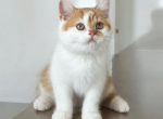 British Shorthair - British Shorthair Kitten For Sale - Los Angeles, CA, US