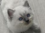 Snowflake - Ragdoll Kitten For Sale - Hyde Park, NY, US