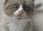 Lemur - Ragdoll Kitten For Sale - 