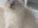 Christopher Cream - Ragdoll Kitten For Sale - Hyde Park, NY, US