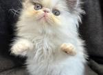 Ringo - Persian Kitten For Sale - Callahan, FL, US