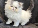 Fendi - Persian Kitten For Sale - Callahan, FL, US