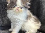 Maxwell - Persian Kitten For Sale - Callahan, FL, US