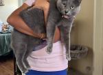 Ally - Russian Blue Cat For Adoption - Spring Valley, CA, US