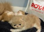 Julybabies - Persian Kitten For Sale - Muscle Shoals, AL, US
